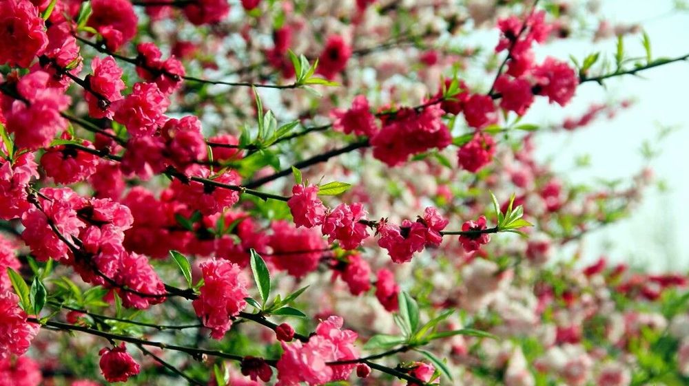 線上免費a片风景
